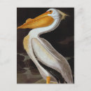 Search for audubon birds of america postcards Granger