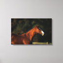 Search for thoroughbred canvas prints Bob langrish