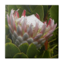 Search for maui tiles Nature