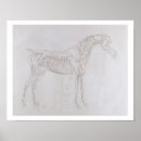 Search for make a horse posters Anatomy