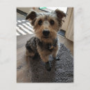 Search for silky postcards Terrier