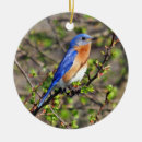 Search for bluebird christmas tree decorations Photography
