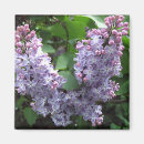 Search for spring bloom magnets Photography