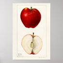 Search for malus Red