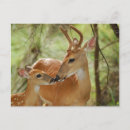 Search for whitetail deer postcards Baby