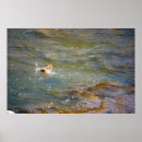 Search for freshwater fish posters Rainbow trout