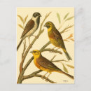 Search for birds on a branch postcards Tree