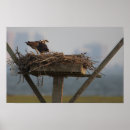 Search for nesting posters Birds