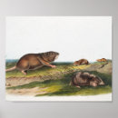 Search for zoology posters Wildlife