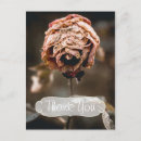 Search for dead rose cards Roses