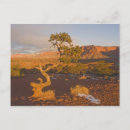 Search for juniper postcards Tree