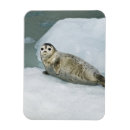 Search for seals magnets Wildlife