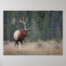 Search for cervus posters Bull