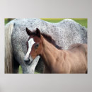 Search for foal art Horse