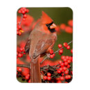 Search for marion cards Illinois