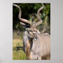 Search for herbivore posters Animal