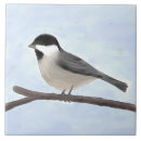 Search for capping tiles Black capped chickadee