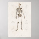 Search for anatomy chart posters Doctor