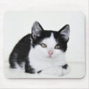 Search for kittens mouse mats Nature