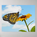 Search for monarch butterfly posters Outdoors