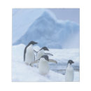Search for pygoscelis adeliae Antarctic