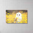 Search for barn owls canvas prints Cute