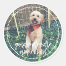 Search for goldendoodle stickers Puppy