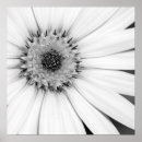 Search for osteospermum posters Flower