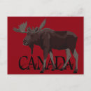 Search for canadian moose postcards Retro