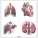 Search for organs stickers Lungs