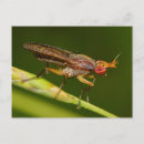 Search for flying insects postcards Wildlife