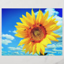 Search for sunflower flyers Summer