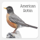 Search for american robin stickers Bird