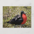 Search for magnificent postcards Frigatebird