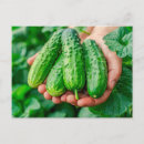 Search for cucumber postcards Food