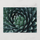 Search for agave postcards Flower