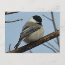 Search for chickadee postcards Black capped chickadees