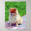 Search for pomeranian posters Cute