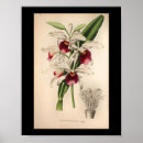 Search for laelia art Vintage