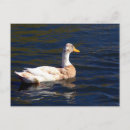 Search for pied postcards White