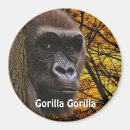 Search for ape magnets Primate
