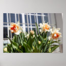 Search for daffodils art Birthday