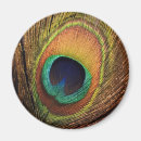 Search for feathered birds magnets Gold