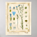 Search for flax posters Vintage