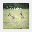 Search for antelopes magnets Animals