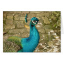 Search for peafowl cards Green