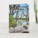 Search for wombat cards Wildlife