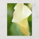 Search for calla vertical postcards White