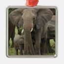Search for tanzania christmas tree decorations African elephant