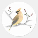 Search for cedar stickers Waxwing